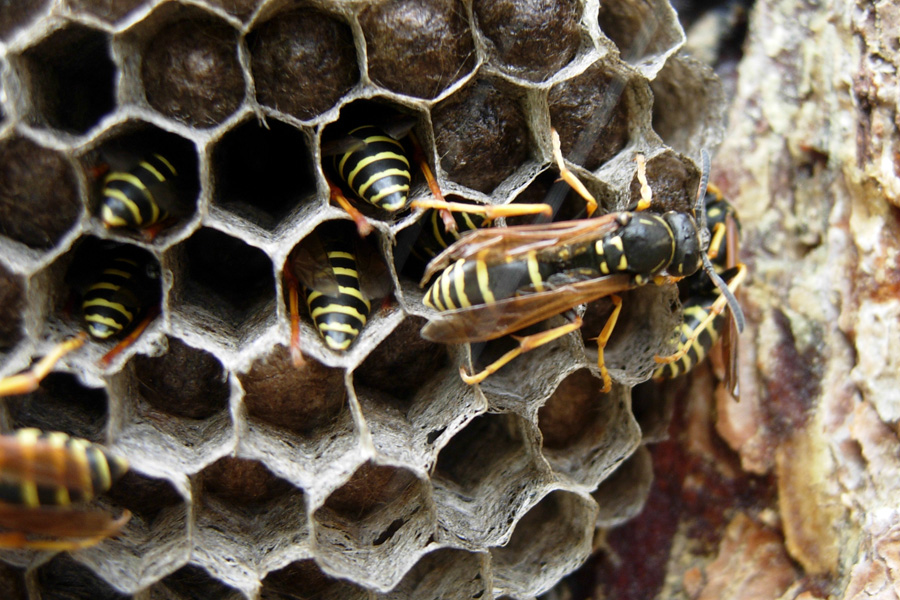 Vespidae: Dolichovespula?